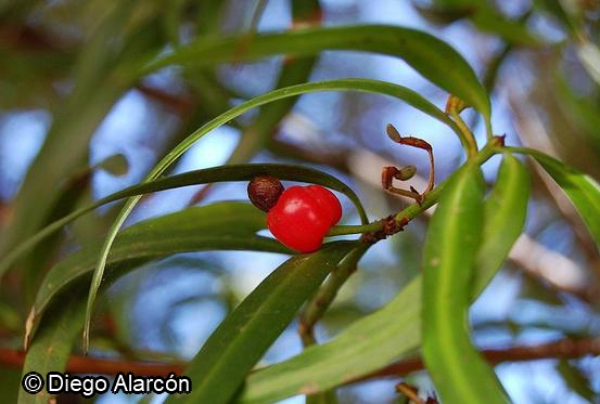 Podocarpus Salignus D Don Catalogoplantas Udec Cl