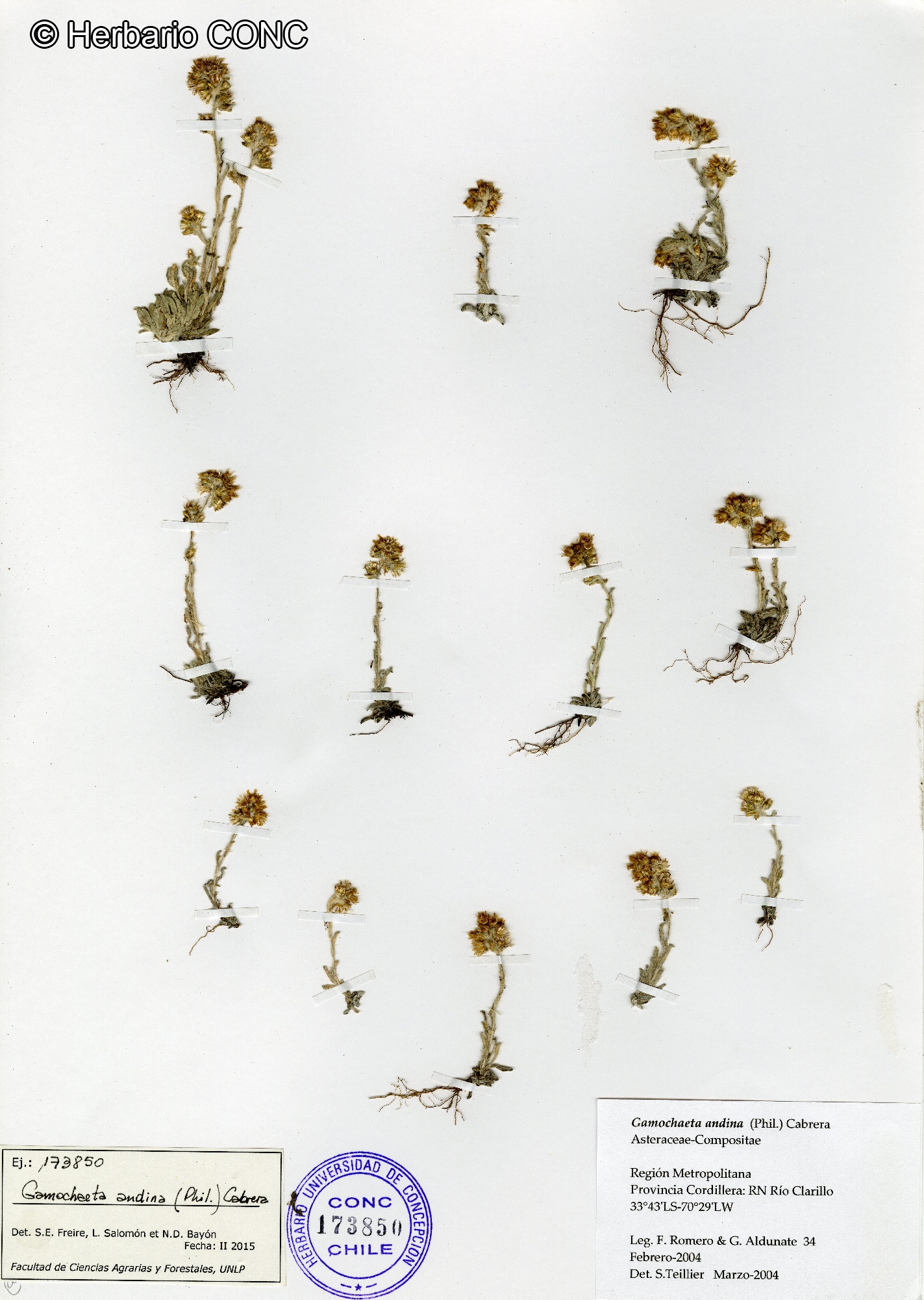 Gamochaeta andina (Phil.) Cabrera catalogoplantas.udec.cl