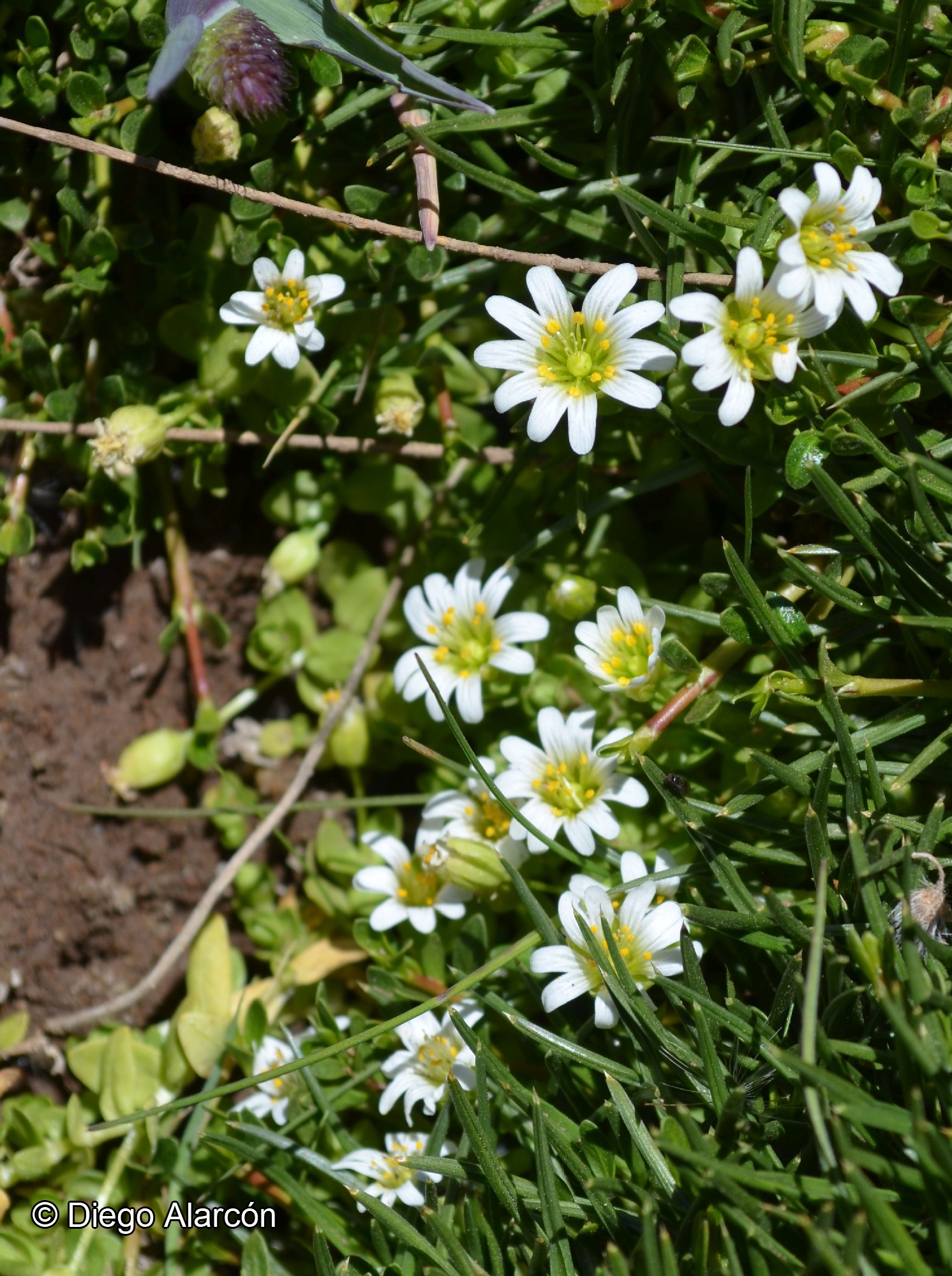 Cerastium humifusum Cambess. catalogoplantas.udec.cl