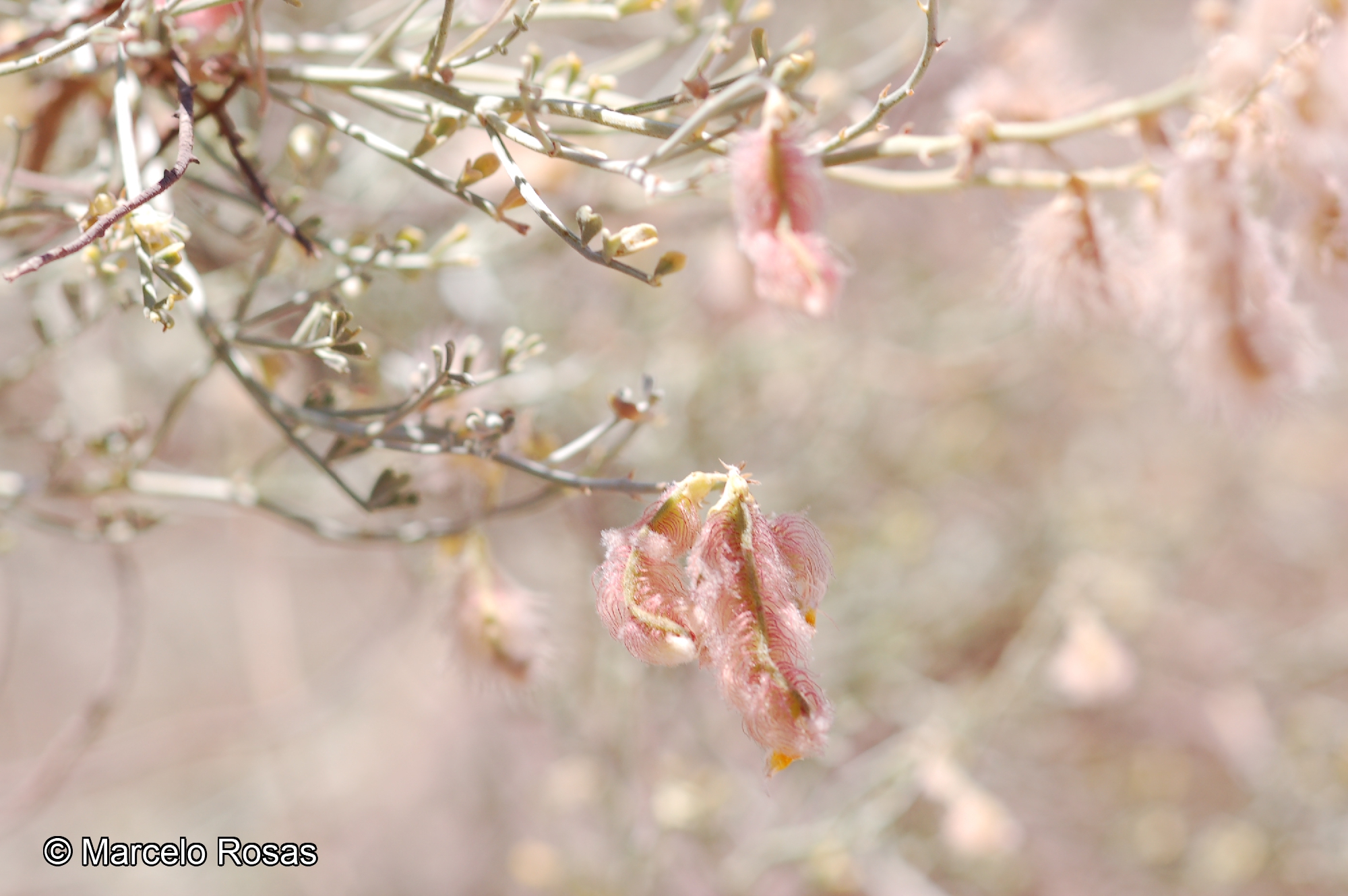 Adesmia argentea Meyen catalogoplantas.udec.cl