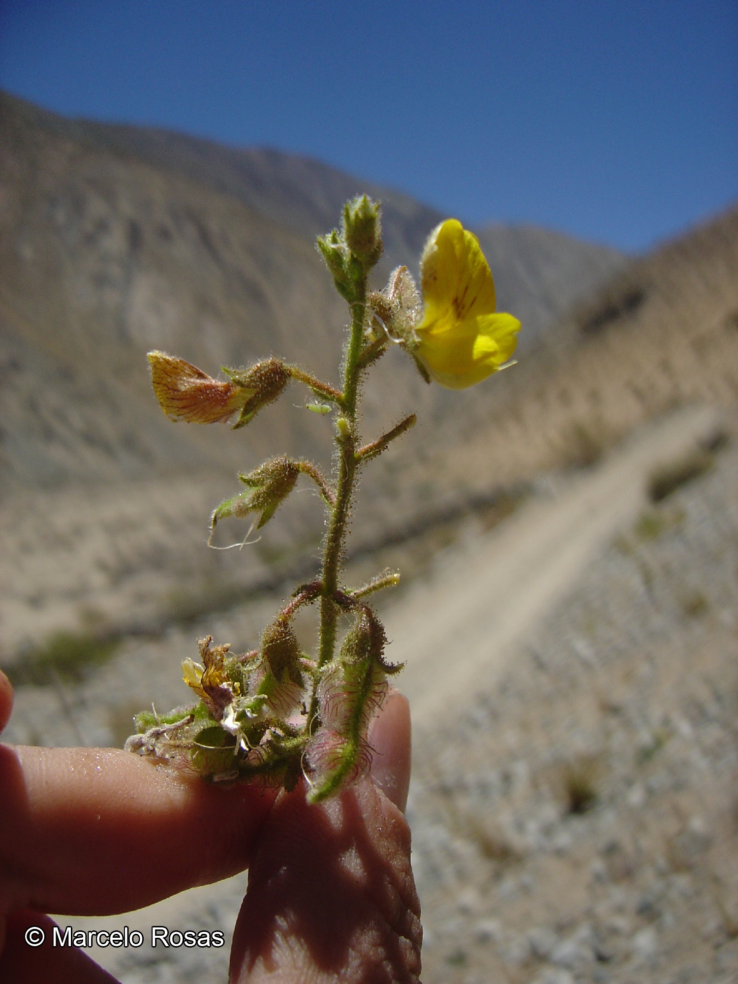 Adesmia eremophila Phil. catalogoplantas.udec.cl