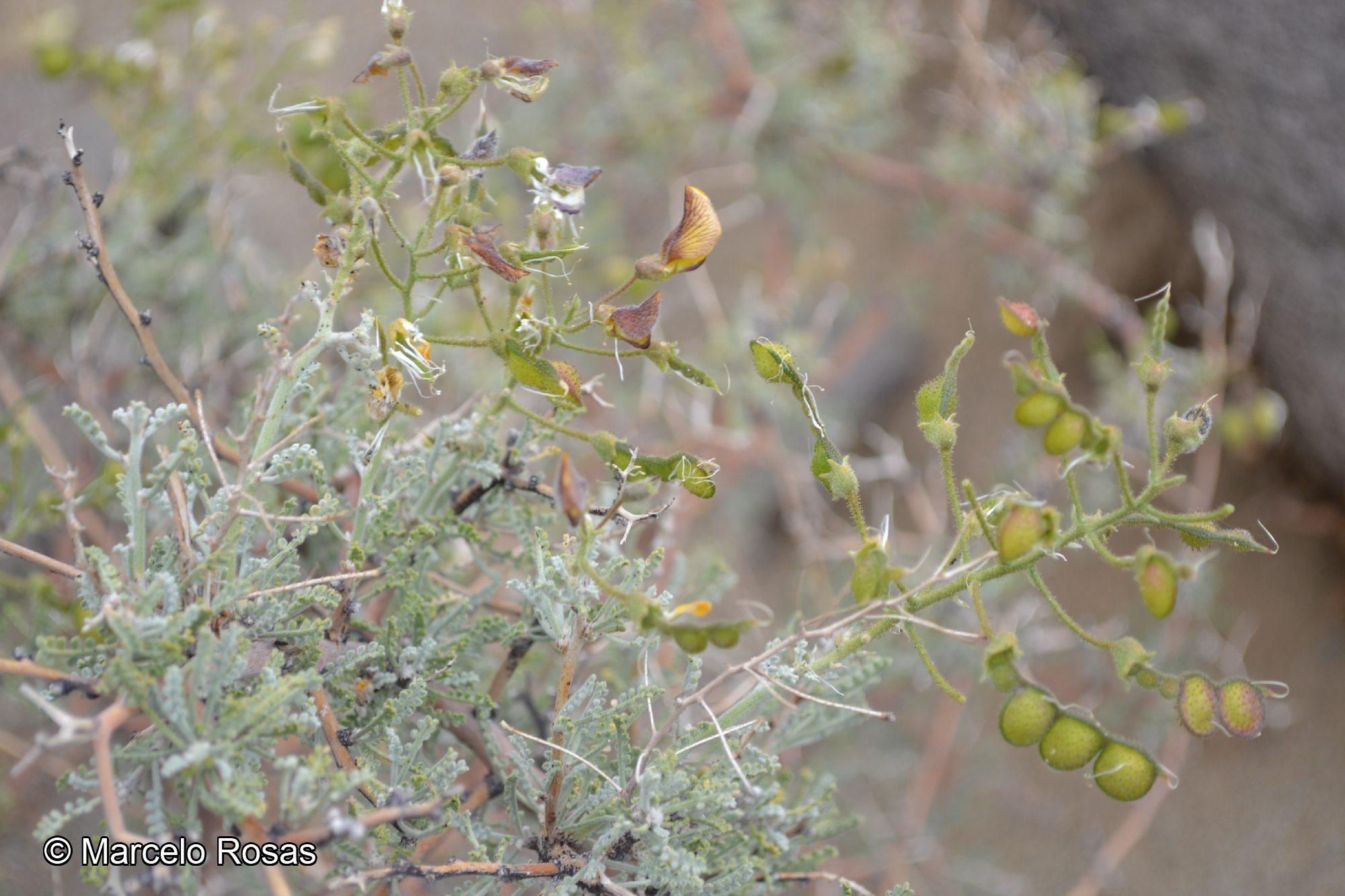 Adesmia godoyae (Phil. ex Reiche) Martic. catalogoplantas.udec.cl