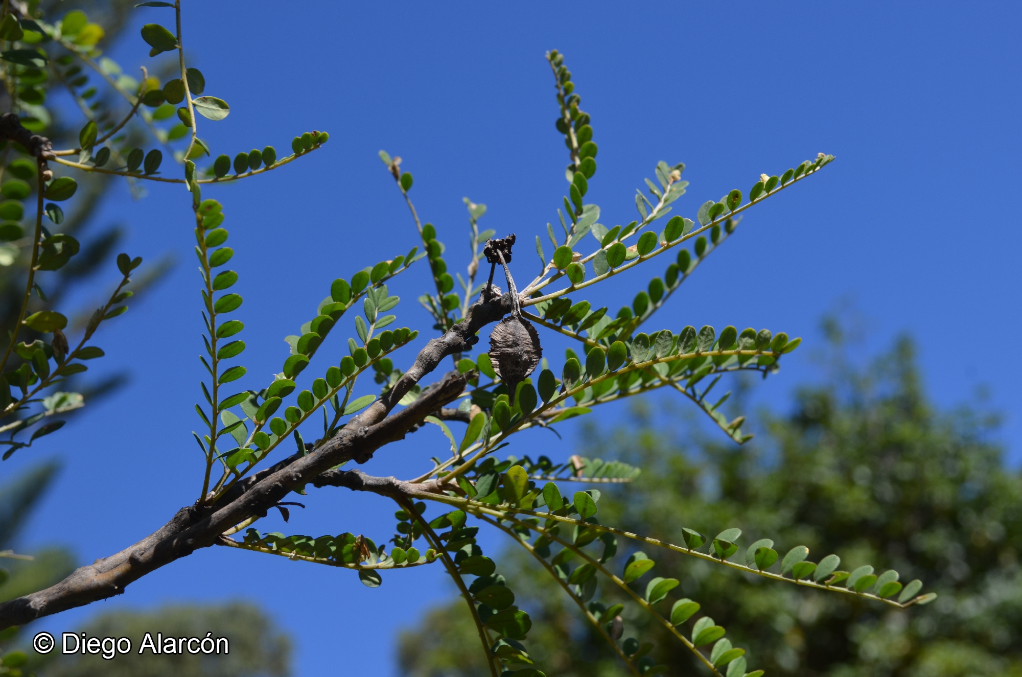 Sophora fernandeziana (Phil.) Skottsb. var. fernandeziana
