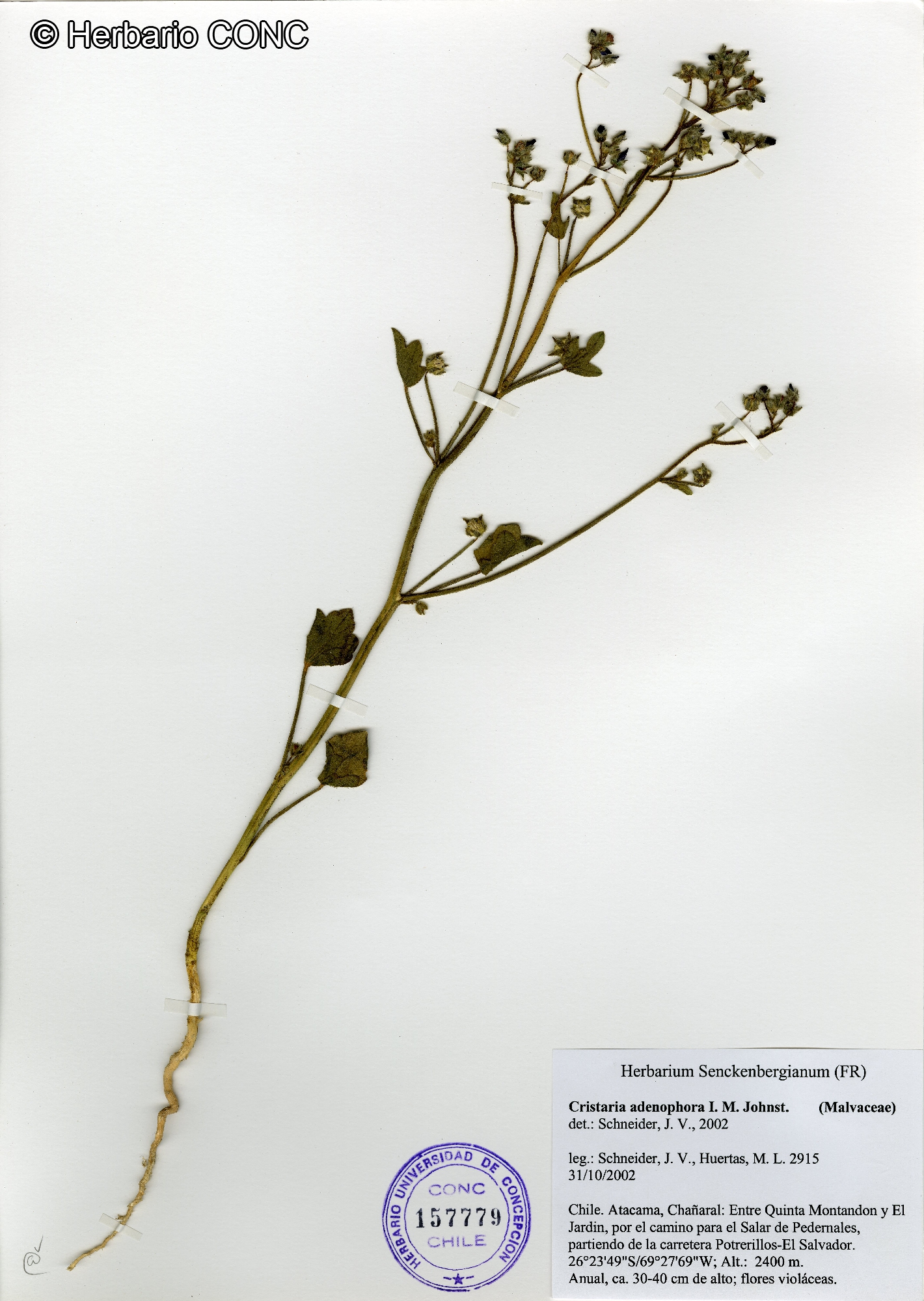 cristaria-adenophora-i-m-johnst-catalogoplantas-udec-cl