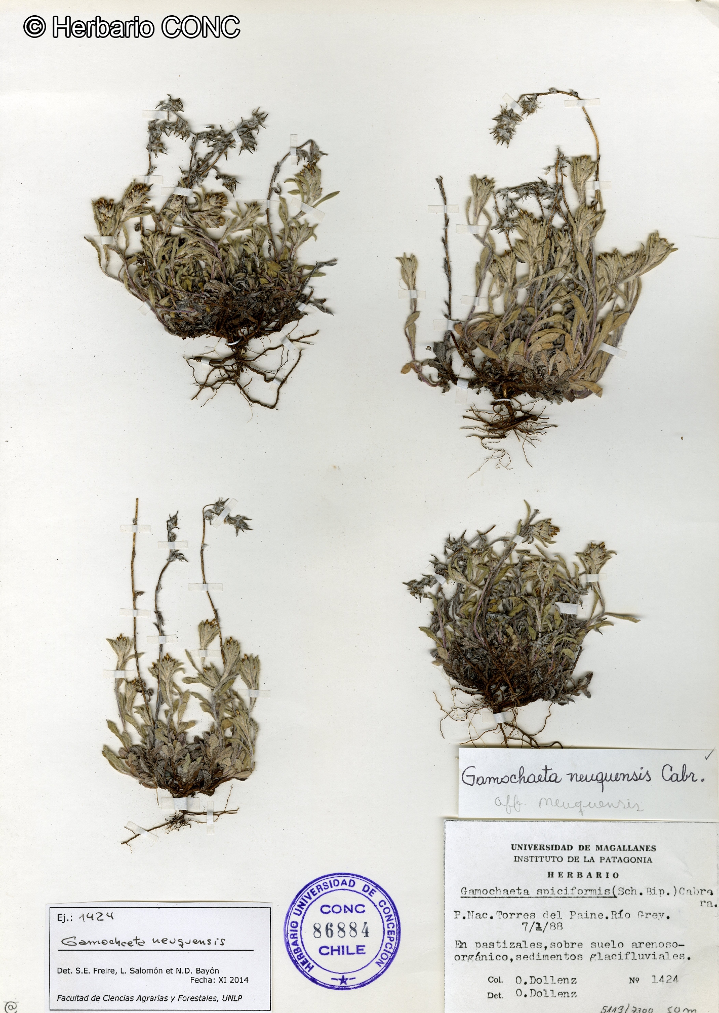 Gamochaeta neuquensis Cabrera catalogoplantas.udec.cl