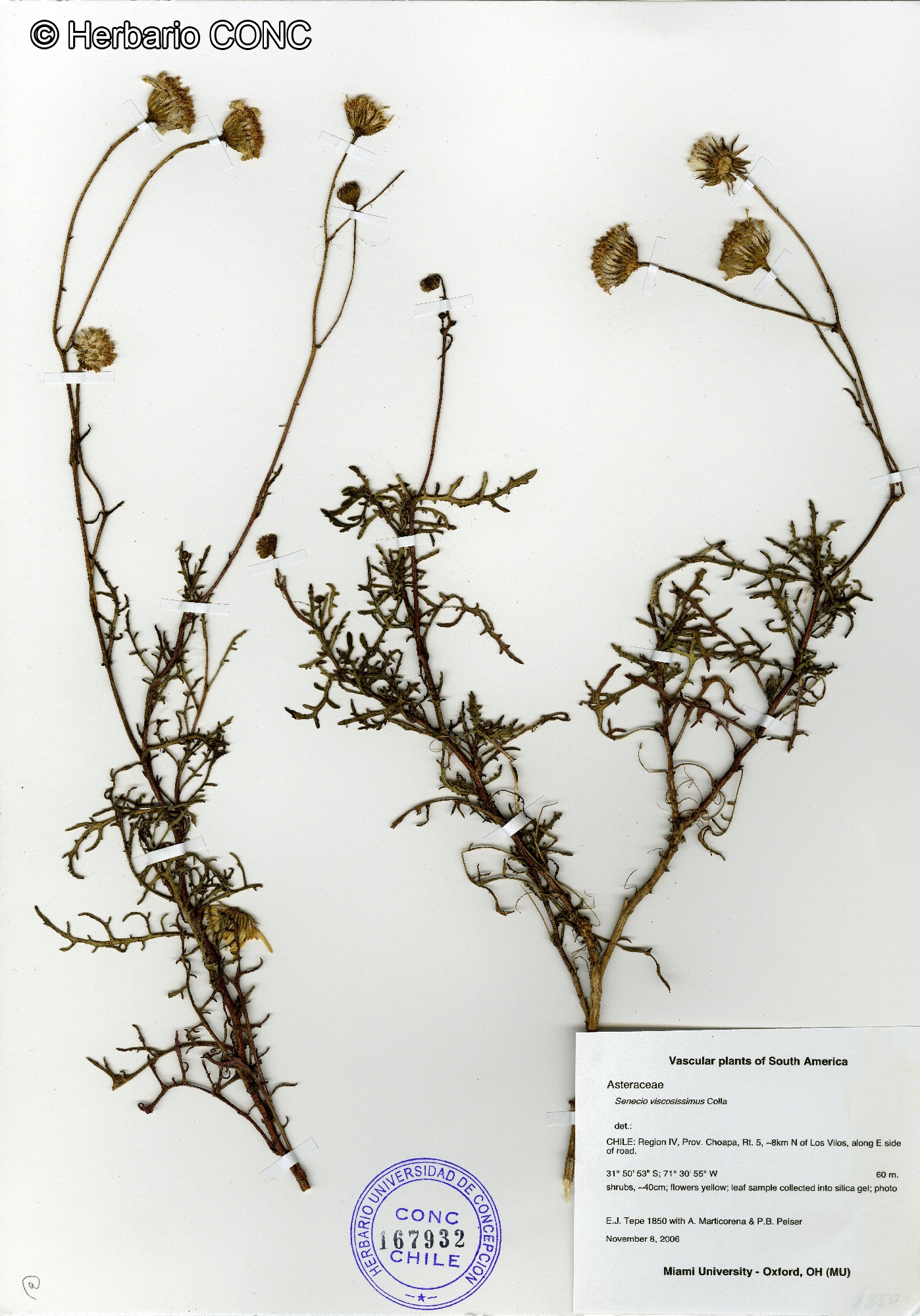 Senecio viscosissimus Colla | catalogoplantas.udec.cl