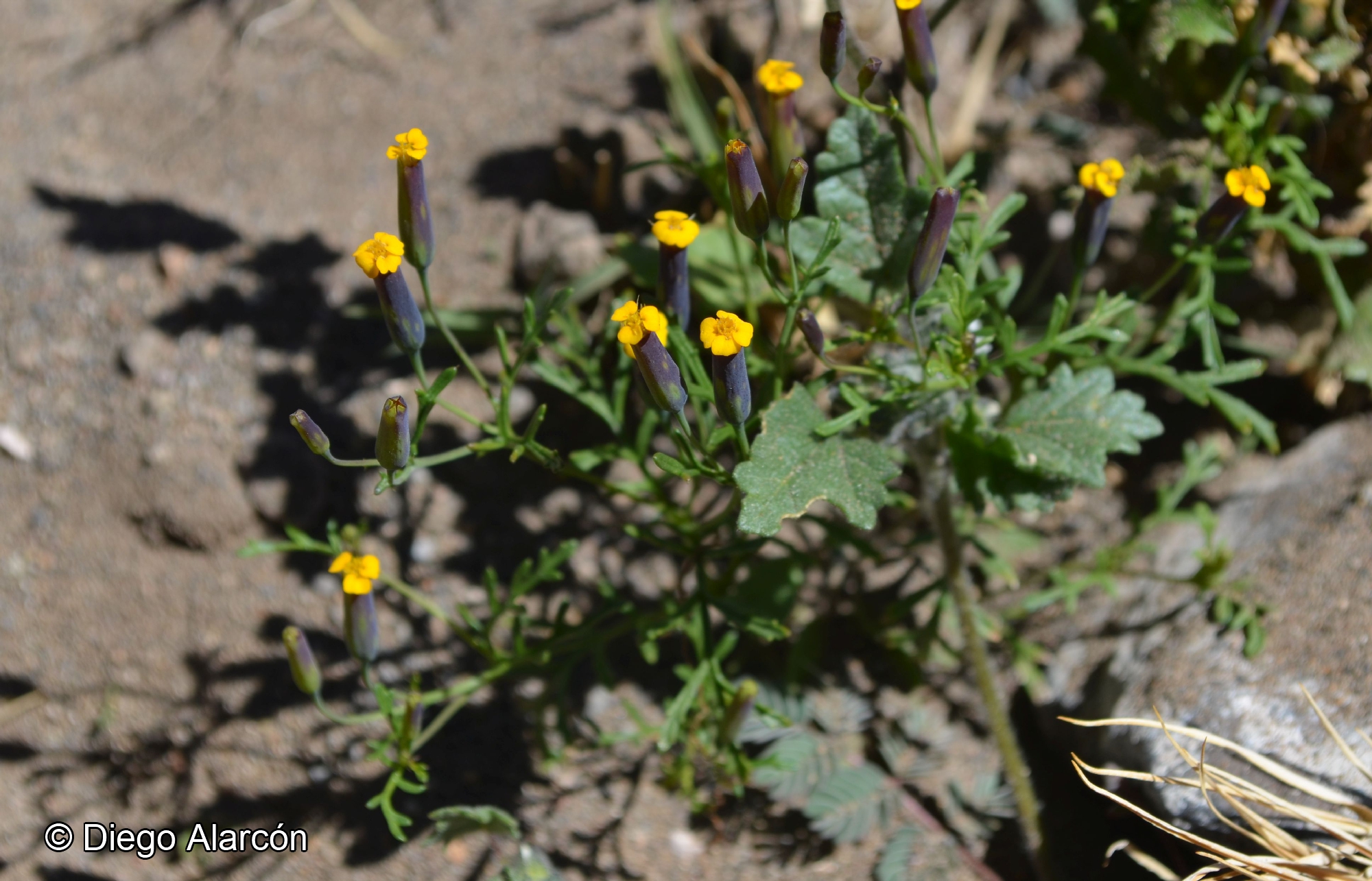 Tagetes multiflora Kunth | catalogoplantas.udec.cl