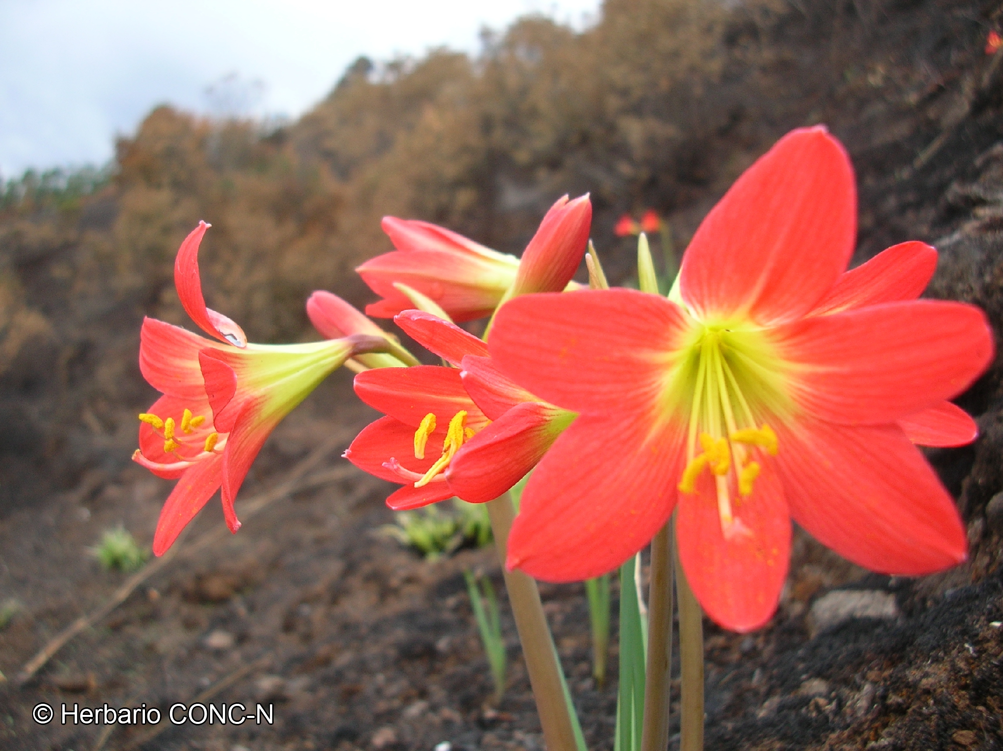 Phycella chilensis (L'Hér.) Grau ex Nic.García catalogoplantas.udec.cl