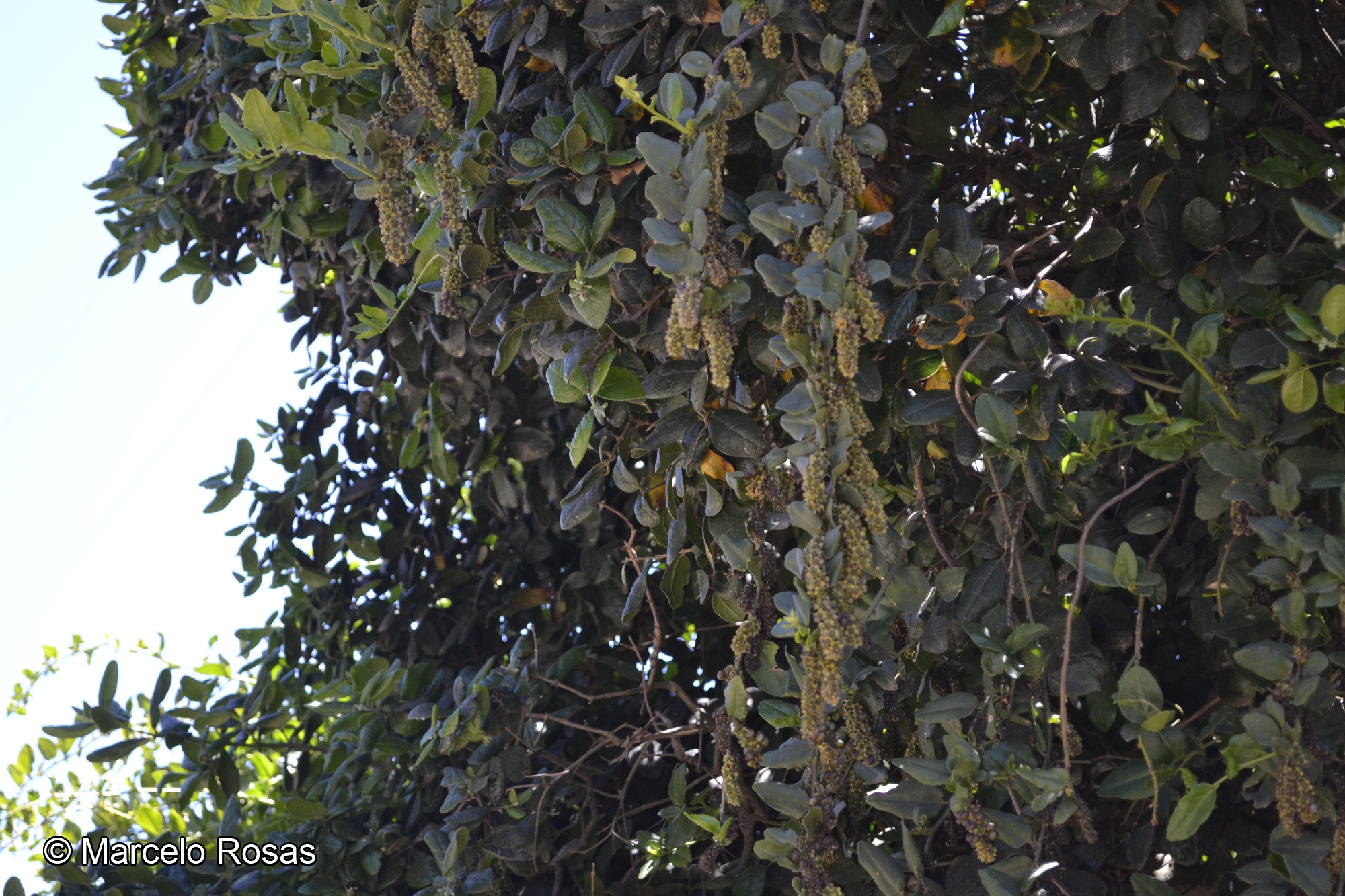 Ercilla spicata (Bertero) Moq. | catalogoplantas.udec.cl