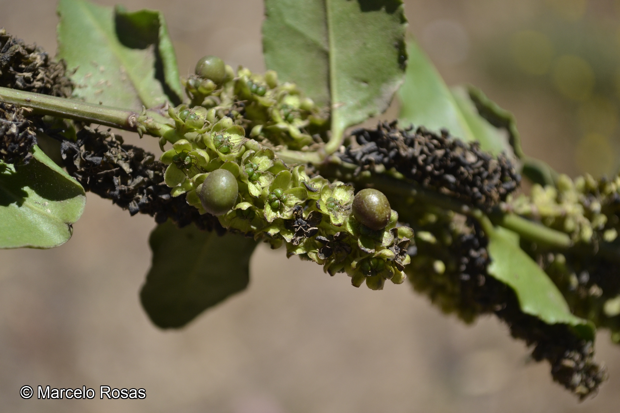 Ercilla spicata (Bertero) Moq. | catalogoplantas.udec.cl