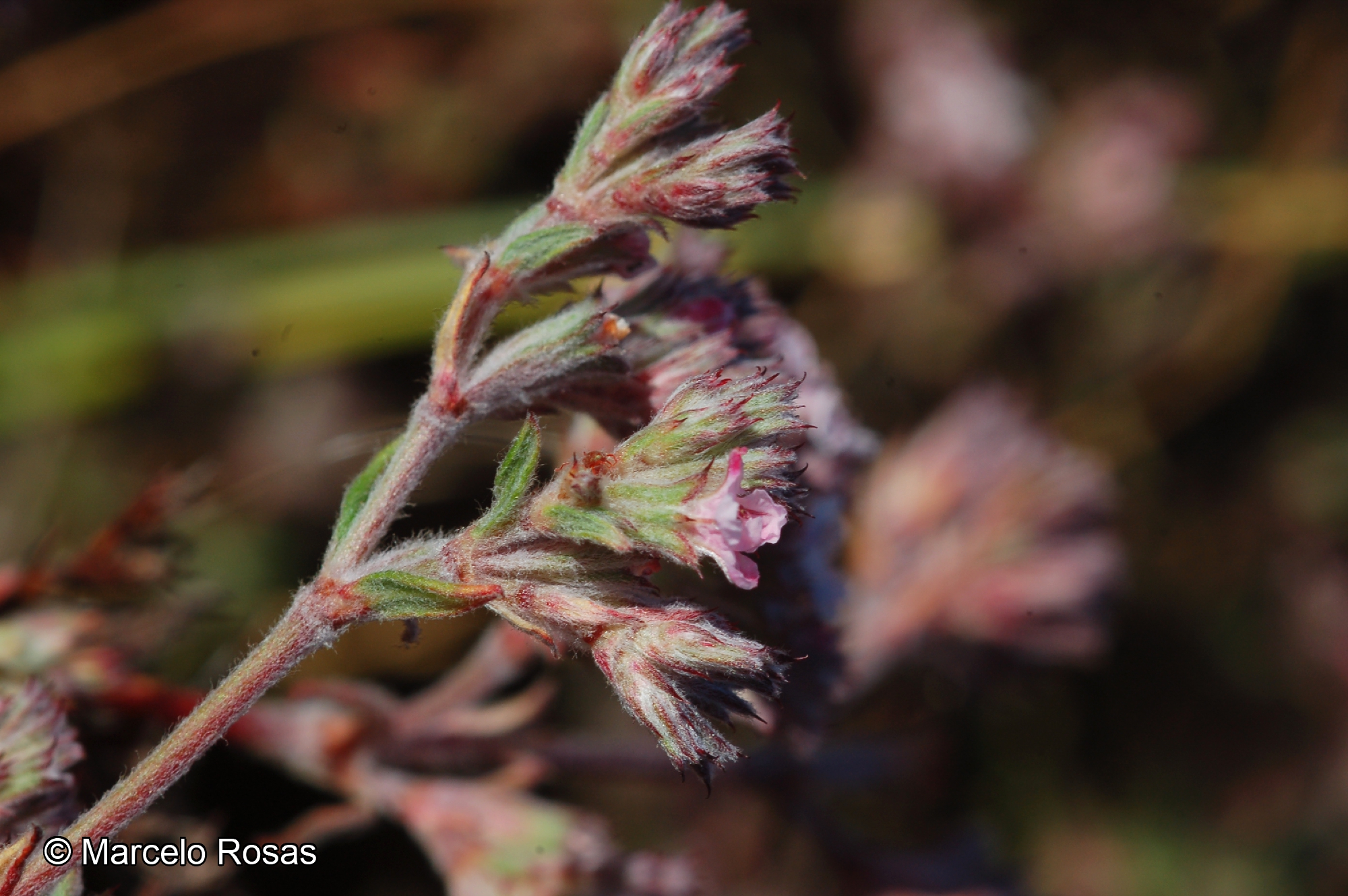 Chorizanthe paniculata Benth. catalogoplantas.udec.cl