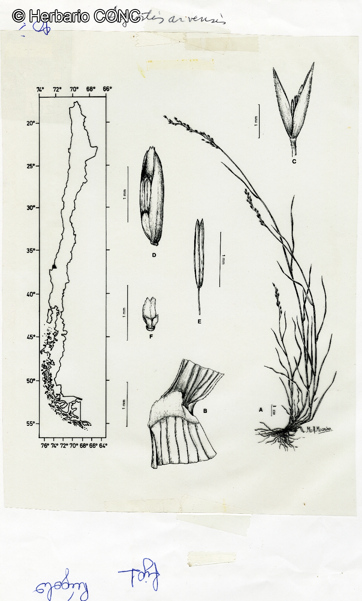 Agrostis arvensis Phil. catalogoplantas.udec.cl