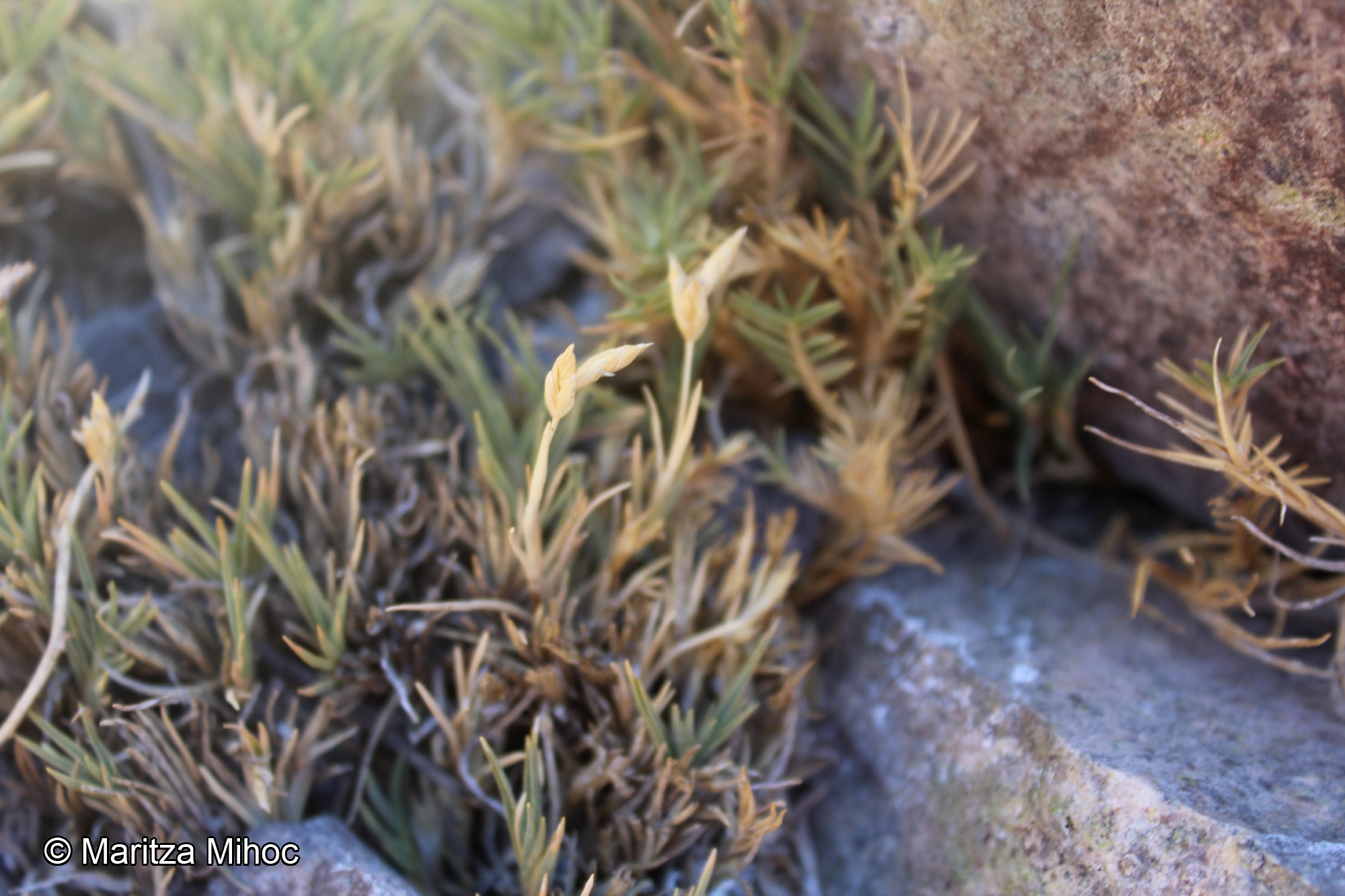 Distichlis humilis Phil. | catalogoplantas.udec.cl