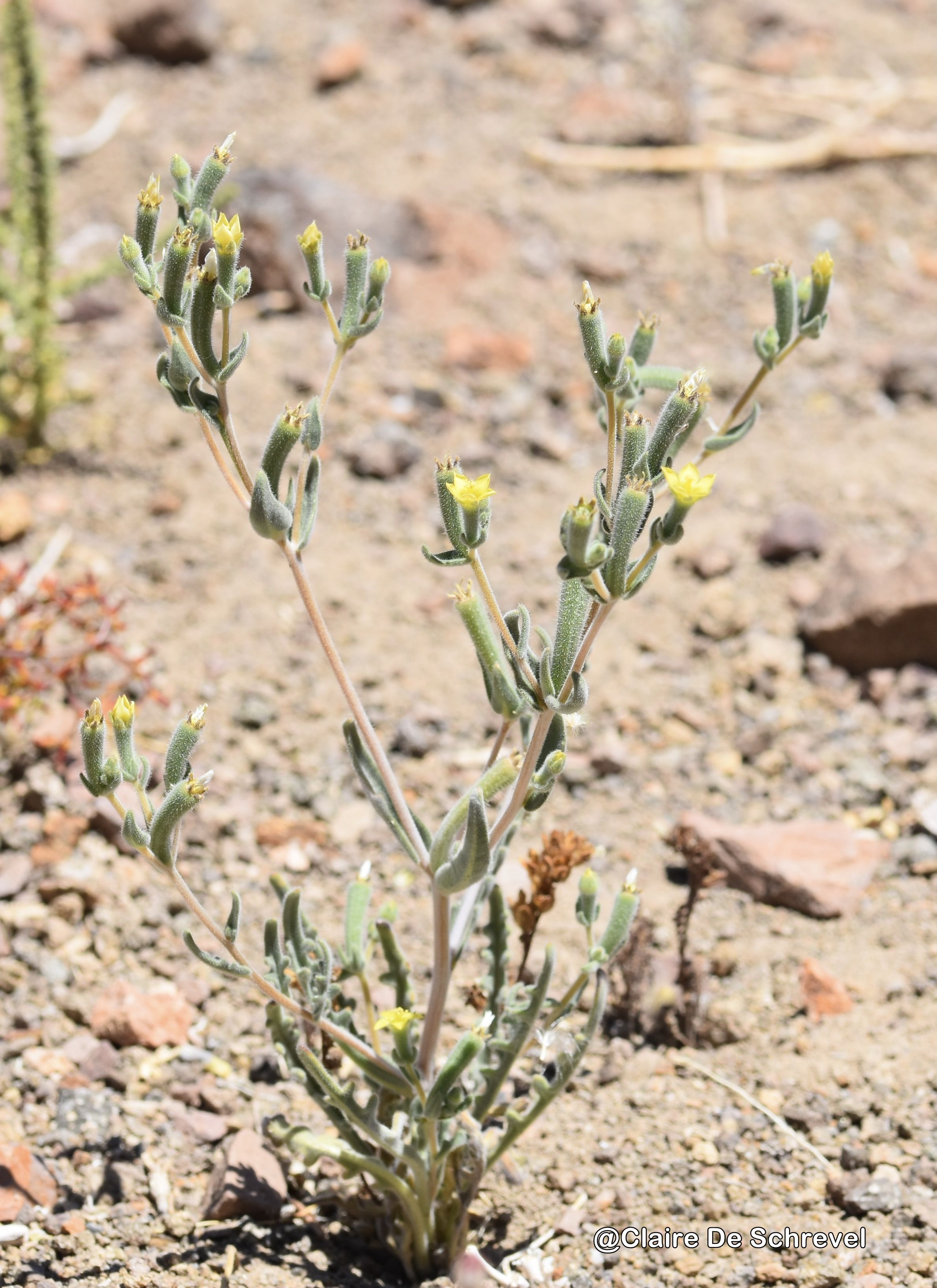 Mentzelia solierii (Gay) Urb. & Gilg ex Urb. | catalogoplantas.udec.cl